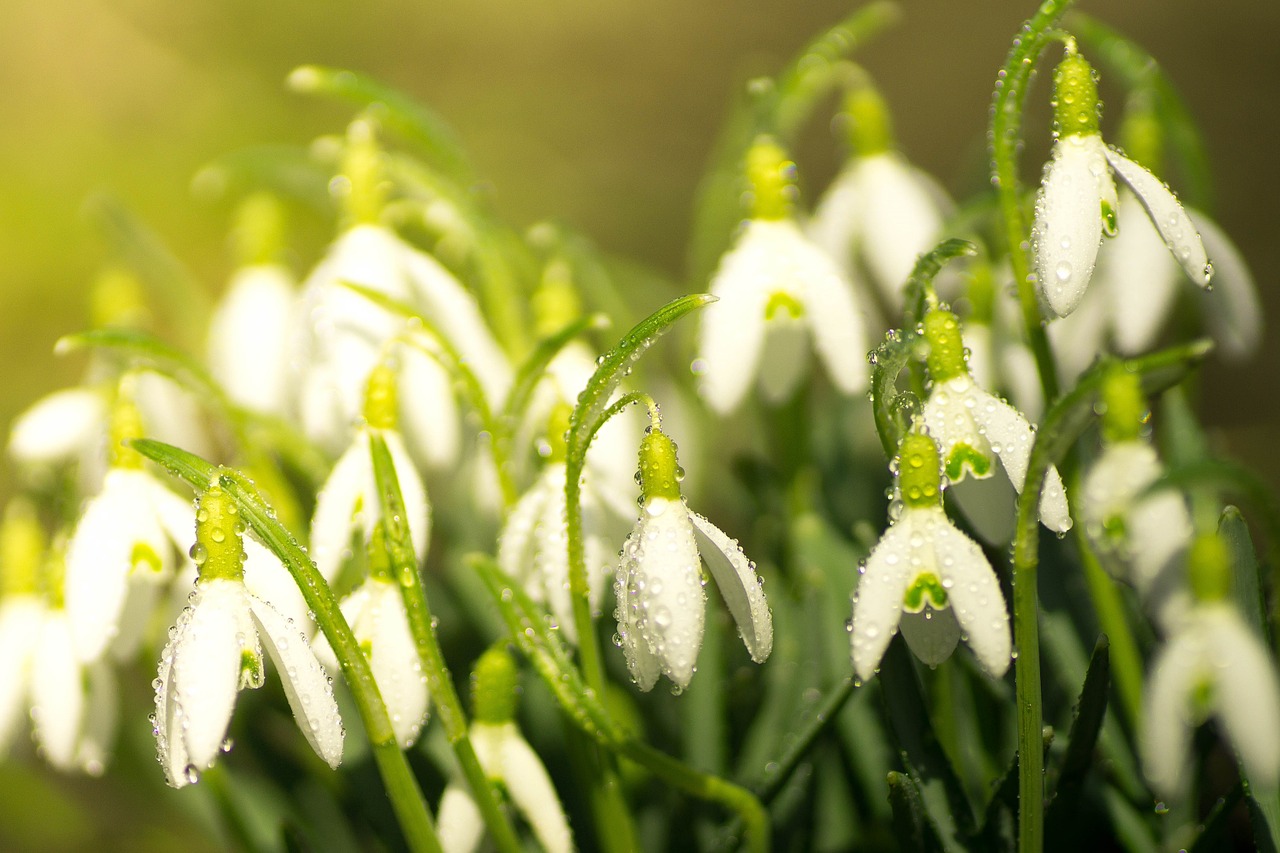 snowdrop spring sun