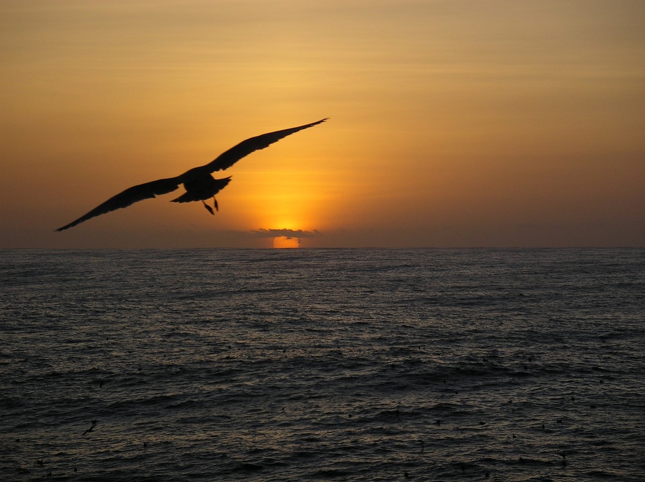 bird sunset sea
